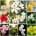 &nbsp; ดอก Simpor หรือที่เรารู้จักกันในชื่อดอก Dillenia...