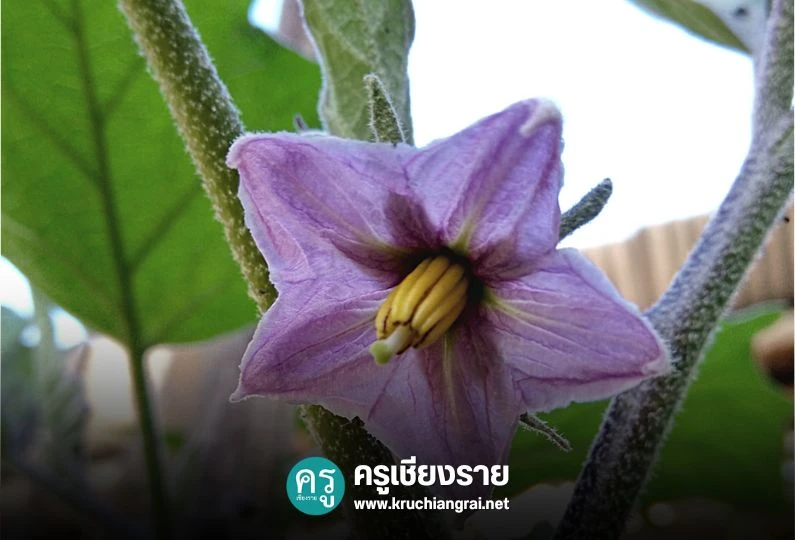 ดอกมะเขือ ในพานไหว้ครู หมายถึง - ครูเชียงราย