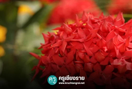 ดอกเข็ม