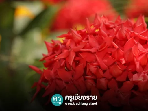 ดอกเข็ม