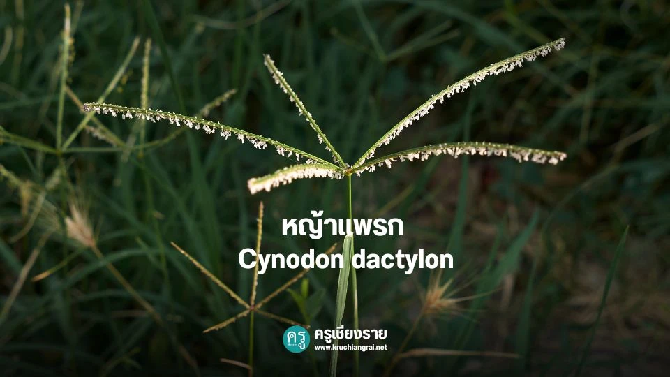 หญ้าแพรกเป็นหนึ่งในดอกไม้ที่ใช้ในพิธีไหว้ครู ซึ่งมีความหมายเชิงสัญลักษณ์ที่สำคัญ โดยความเชื่อของคนไทยมาแต่โบราณ หญ้าแพรกถือเป็นพืชที่มีความพิเศษ เนื่องจากมีลักษณะเด่นคือเจริญเติบโตอย่างรวดเร็วและแข็งแรง สามารถขึ้นได้ดีแม้ในพื้นที่ที่ดินไม่อุดมสมบูรณ์
การนำหญ้าแพรกมาใช้ในพิธีไหว้ครู จึงเป็นการสื่อถึงความปรารถนาให้ศิษย์ทุกคนมีความเจริญงอกงามทางปัญญา สามารถเรียนรู้และเข้าใจบทเรียนได้อย่างรวดเร็ว ตลอดจนเป็นคนที่มีความแข็งแรงทั้งร่างกายและจิตใจ พร้อมที่จะเผชิญกับอุปสรรคและความท้าทายต่างๆ ในชีวิตได้อย่างไม่ย่อท้อ เปรียบได้กับความแข็งแกร่งของหญ้าแพรกนั่นเอง
ด้วยความหมายอันลึกซึ้งนี้ หญ้าแพรกจึงกลายเป็นดอกไม้สำคัญที่ขาดไม่ได้ในพิธีไหว้ครูของไทย ที่แฝงไปด้วยคติธรรมและข้อคิดดีๆ ในการดำเนินชีวิต ซึ่งเป็นสิ่งที่ครูปรารถนาจะมอบให้แก่ลูกศิษย์ทุกคน ให้เป็นแนวทางในการศึกษาเล่าเรียนและพัฒนาตนเองต่อไป